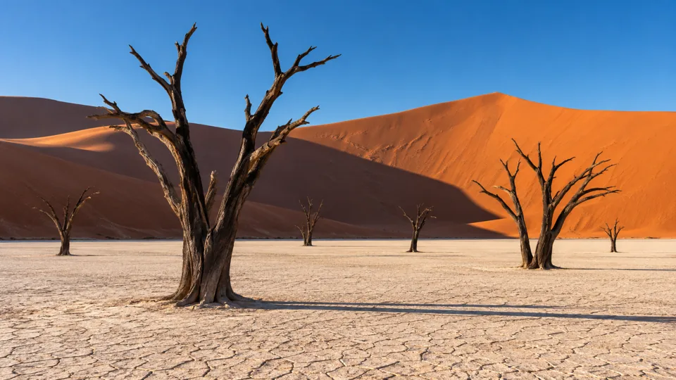 Dead camel thorn trees on the clay pan of Deadvlei below red dunes in Namibia