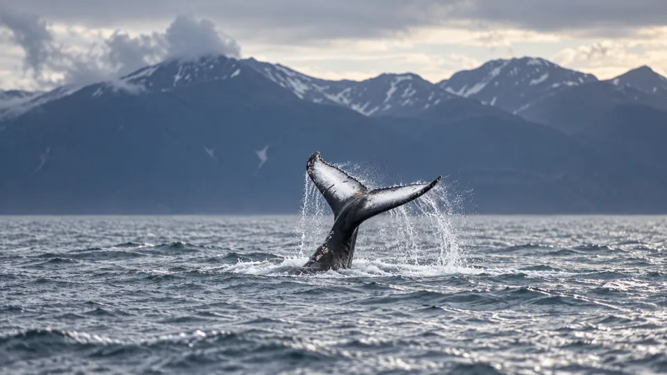 Distant humpback fluke in Skjalfandi bay with real coastal mountains