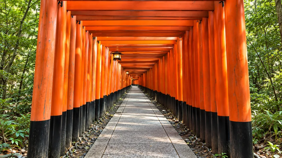 Vermilion torii gate tunnel with black bases through green woodland