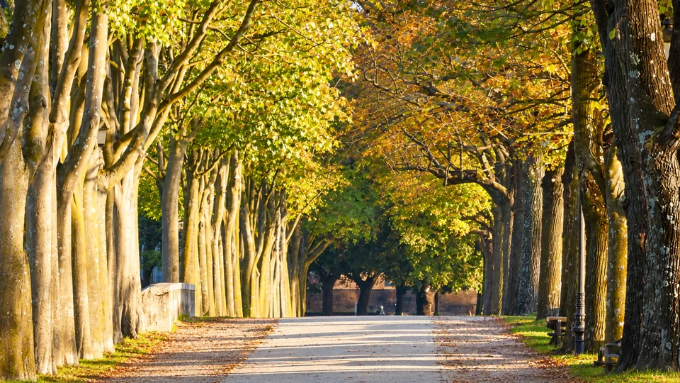 Broad tree lined promenade on the historic city walls