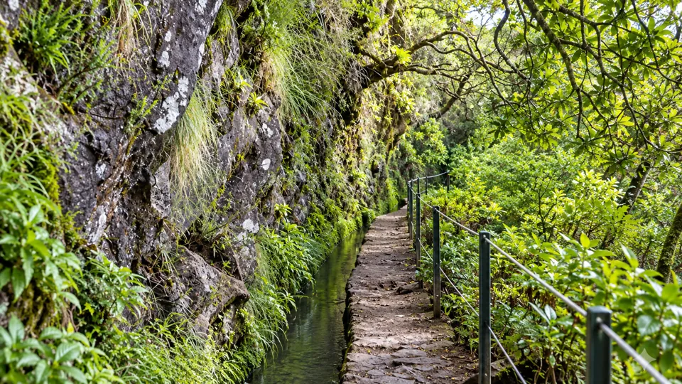 Narrow levada beside green laurel forest trail