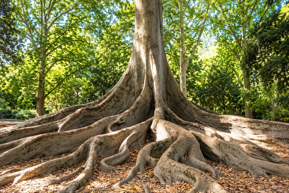 Broad pale buttress roots of a mature fig tree in Adelaide's Botanic Park.