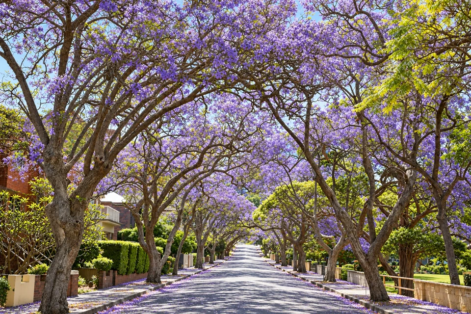 Purple jacaranda blossoms arching above McDougall Street in Kirribilli, Sydney.