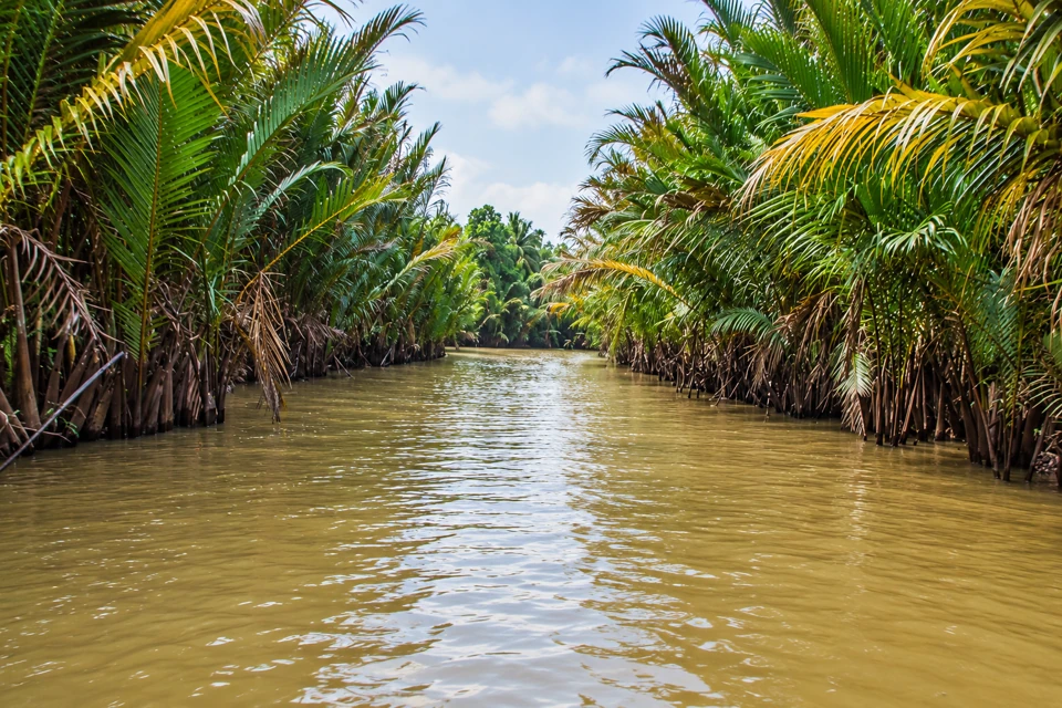 Nipa water palms line a narrow brown-water canal near Ben Tre in Vietnam's Mekong Delta.