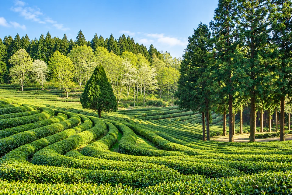 Curving green tea hedges surround a conical tree and tall cedars at Daehan Dawon in Boseong.