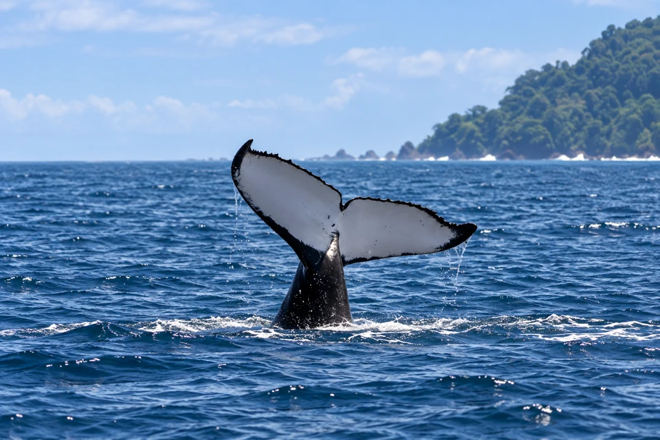 A humpback whale's broad white underflukes with a dark scalloped edge above blue Pacific water.