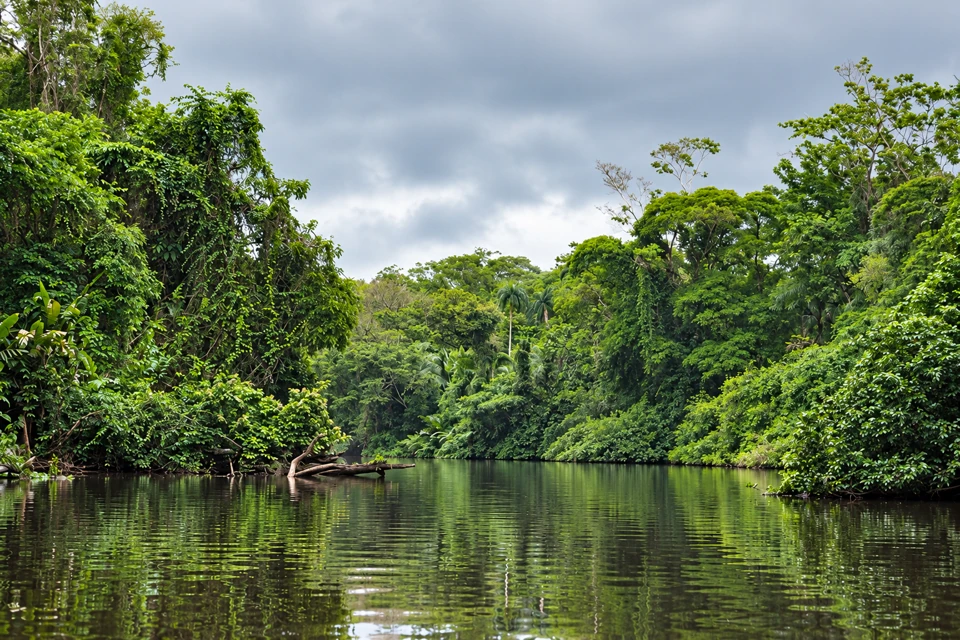 A dark calm Tortuguero canal between dense rainforest banks and hanging branches under a cloudy sky.