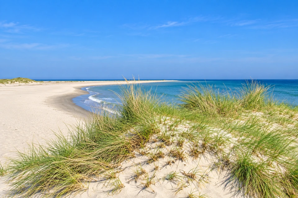 Marram grass on low pale dunes beside the sandy coast at Grenen near Skagen in northern Denmark.