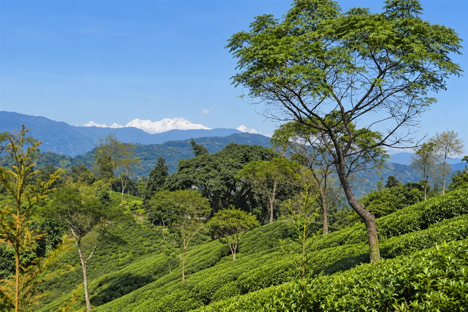 Tea-covered slopes and shade trees at Tumsong near Darjeeling, with distant snowy mountains.