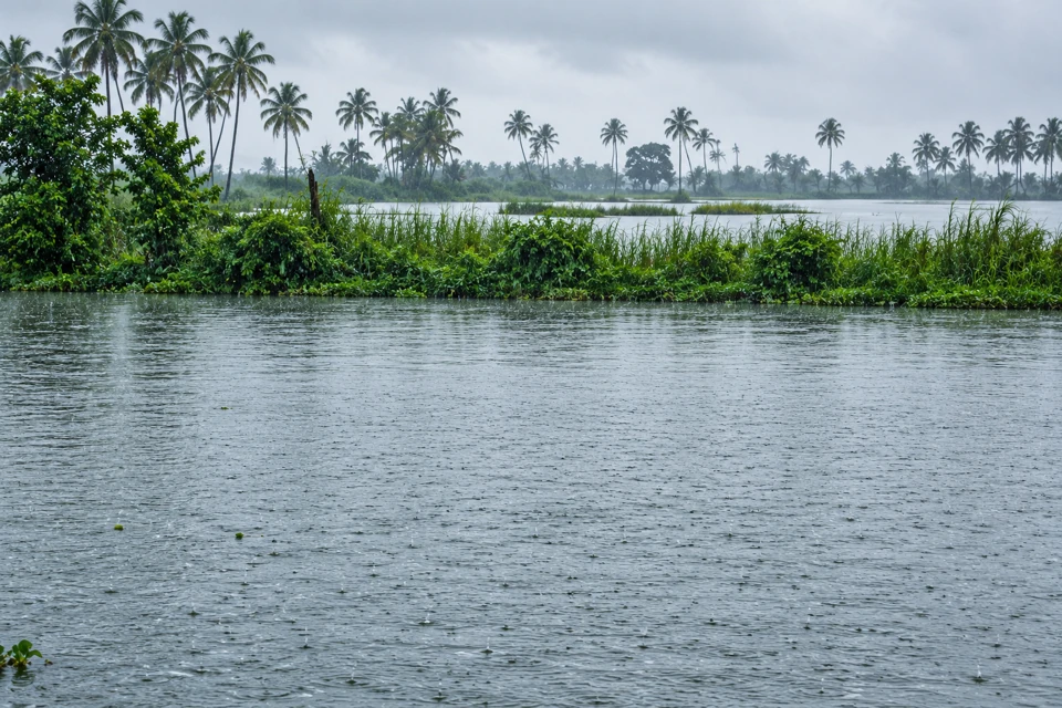 Rain falling on Alappuzha's backwaters beside low reeds and coconut palms in Kerala.