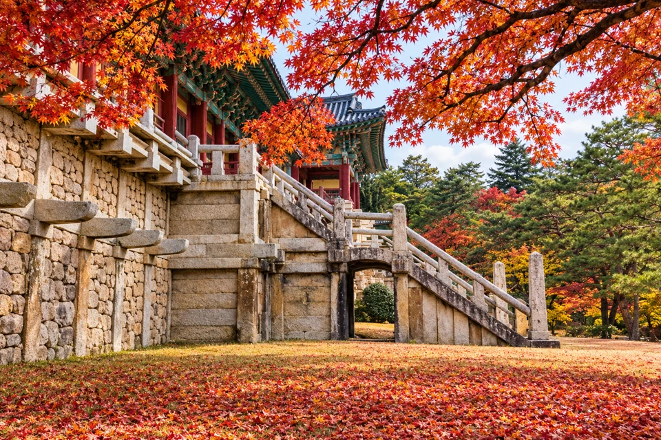 Red-orange maple leaves frame the granite terrace and stone stairway at Bulguksa Temple in Gyeongju.