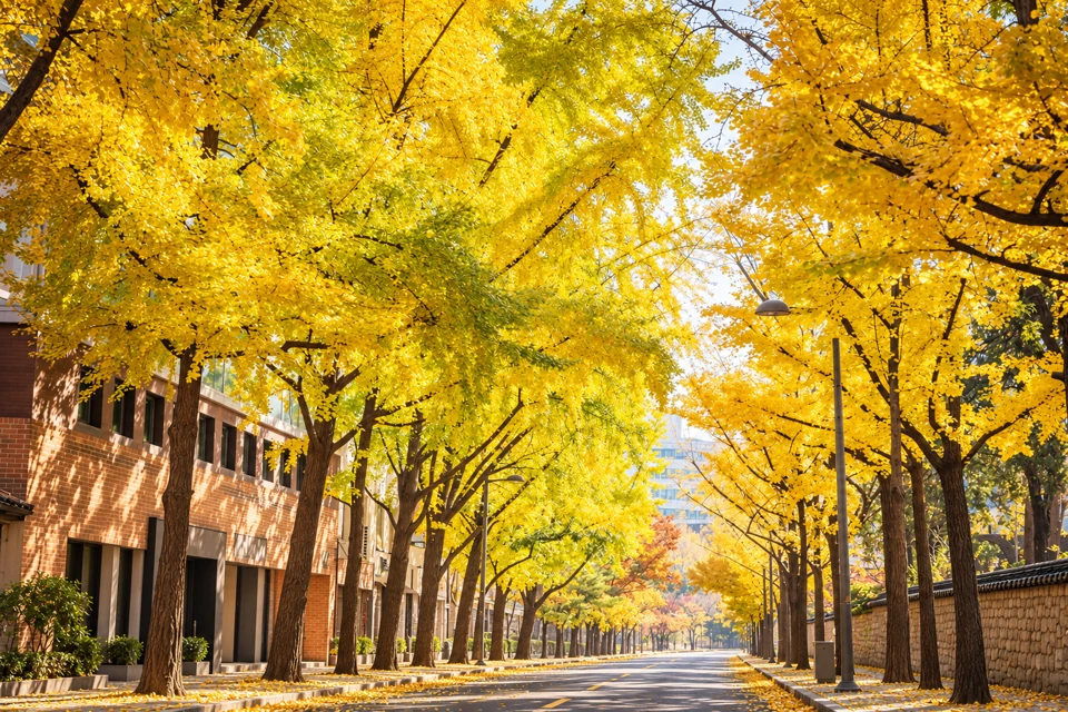 Golden ginkgo trees arching above the road beside Deoksugung's stone wall in Seoul.