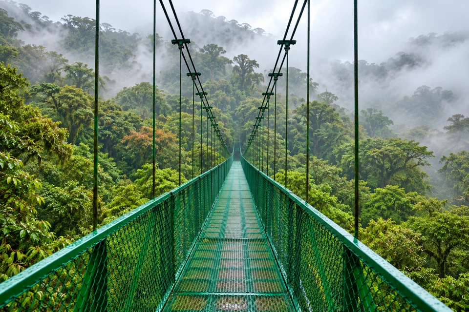 A green suspension walkway crosses misty broadleaf cloud forest in Monteverde.