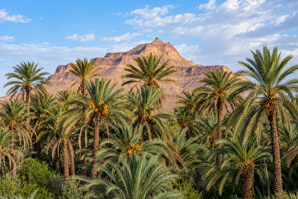 Date palms with yellow-orange fruit clusters in the Draa Valley at Agdz, beneath the layered slopes of Jbel Kissane.