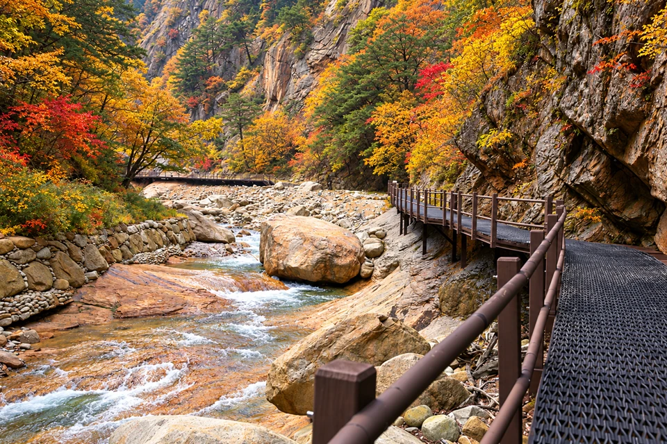 Autumn leaves line Jujeongol Valley's granite stream and cliffside walkway in Seoraksan.