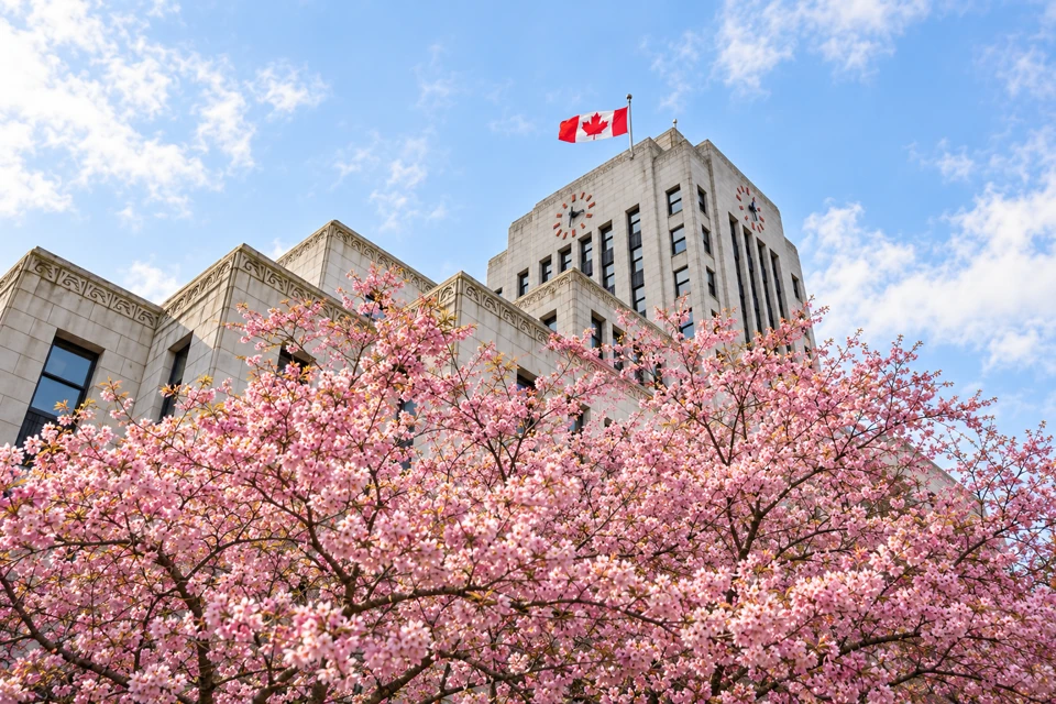 Pink cherry blossoms in front of Vancouver City Hall's pale stone clock tower.