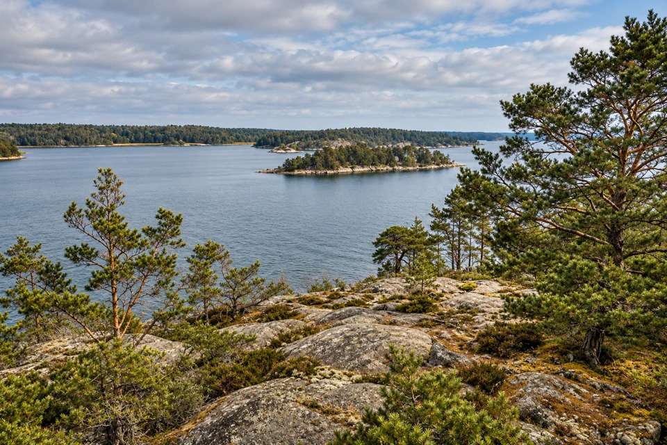 Pine trees and low granite shore on Grinda overlook wooded islands in the Stockholm archipelago.