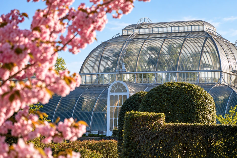 Pink spring blossom frames the curved glass-and-iron Palm House at Kew Gardens, with clipped green hedges in front.