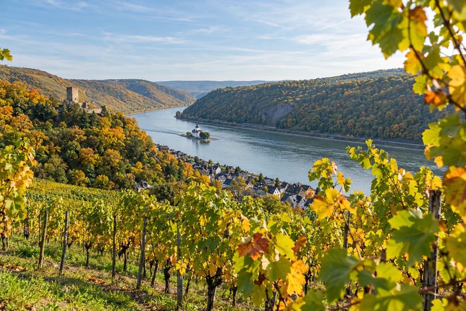 Autumn vines above Kaub overlooking the Rhine, with wooded valley slopes and the small island castle Pfalzgrafenstein in the distance.